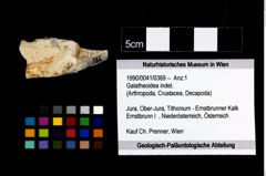 Foto (Objekt + Etikett) von Galatheoidea indet.  (NHMW-GEO-1990-0041-0369)